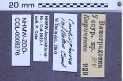 Etikette zu Cardiophorus inflatus (Candéze, 1860) (NHMW-ZOO-COL-0008276)